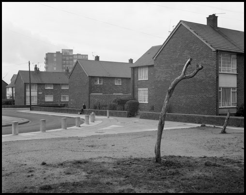 tree with seated boy